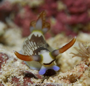 "Bizon" nudi (;,... by Johnny Schepens 